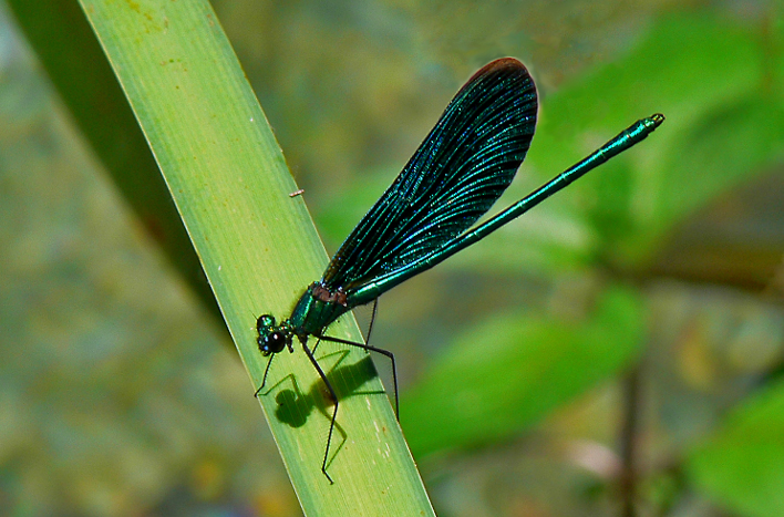 Noch einmal Libellen – Dragonflies&nbsp;Again