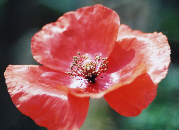 Endlich Sommer! – Summer, At&nbsp;Last!