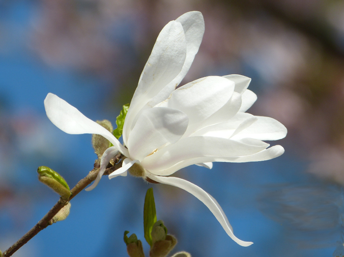 magnolien1
