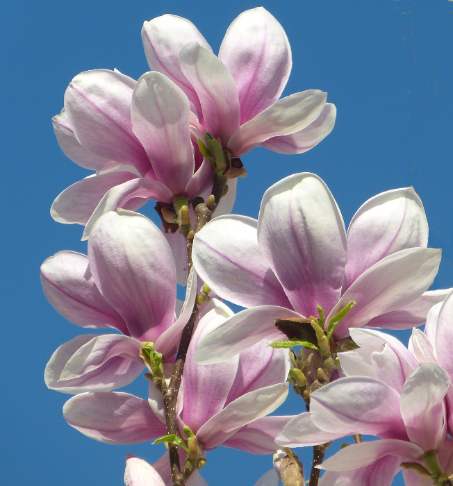 magnolien2