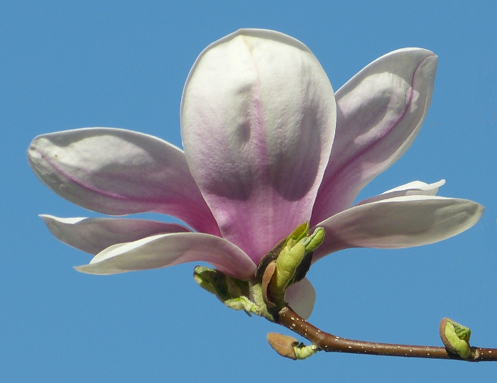 magnolien3