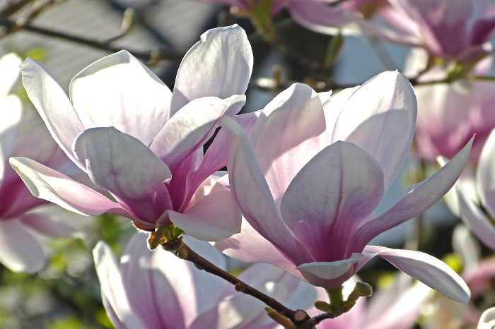 magnolien7