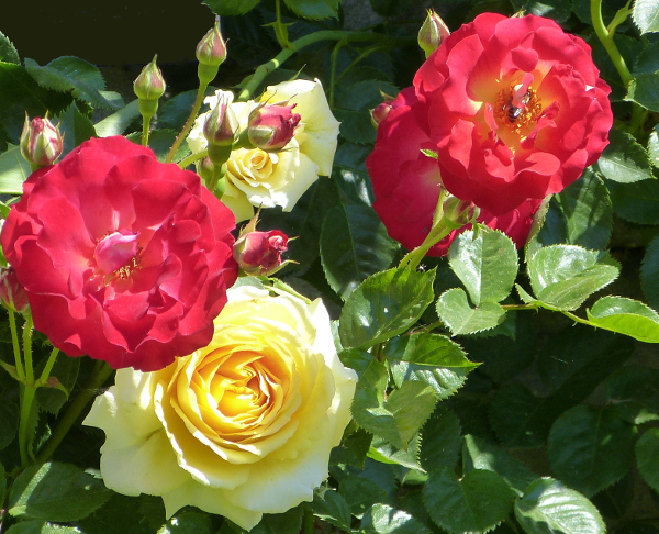 Farbenrausch: Blüten der Mainau – Burst of Colours: Flowers of Mainau&nbsp;Island