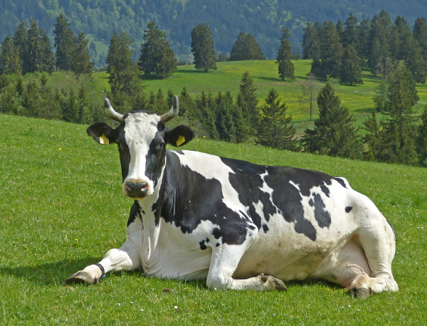 Wanderung Halblech12