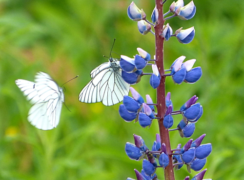 Ein Ausflug in den Bayerischen Wald – A Day Trip to the Bavarian&nbsp;Forest