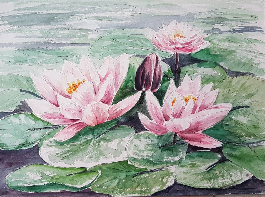 Seerosen – Waterlilies