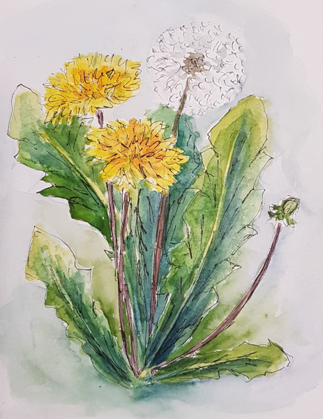 Löwenzahn – Dandelion