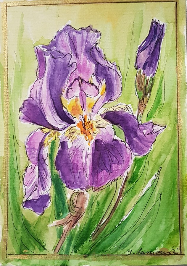 Iris