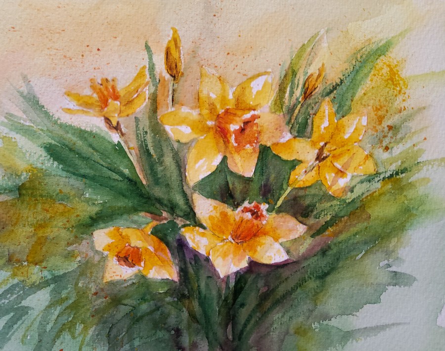 Nochmal Osterglocken- Daffodils,&nbsp;Again