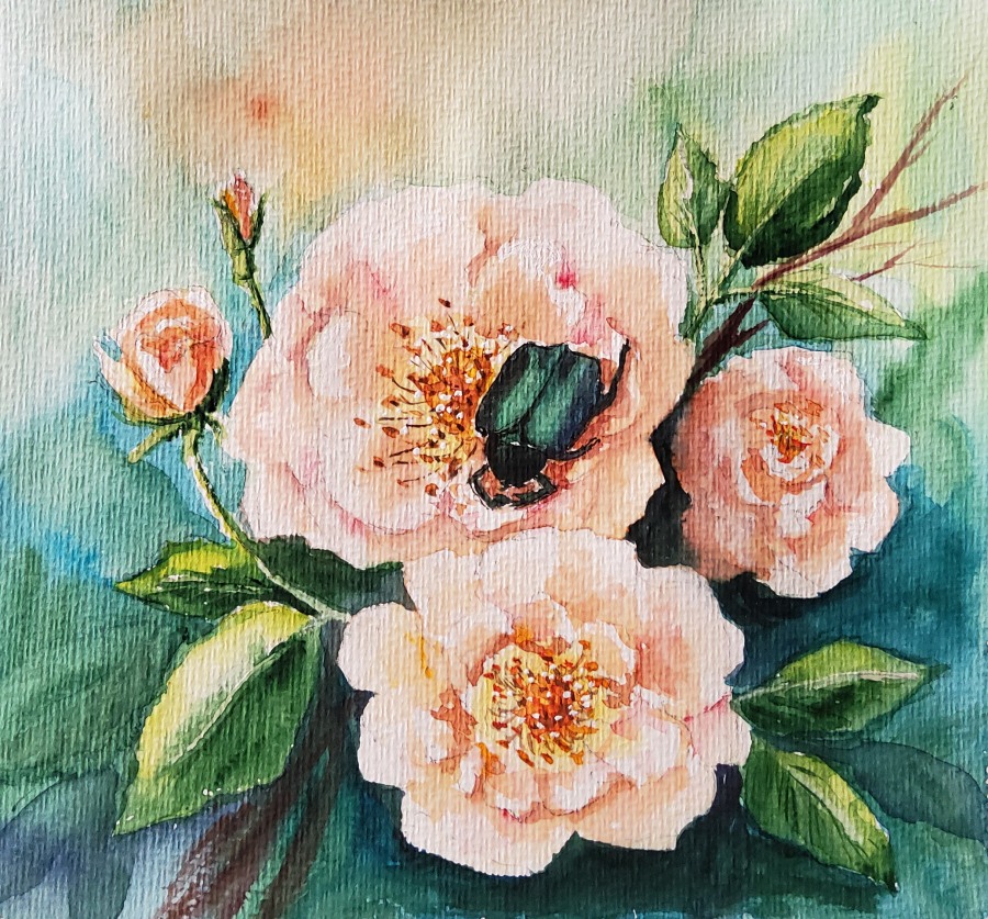 Rosenkäfer – Rose Bug