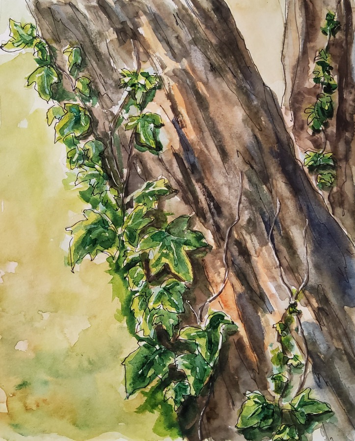 Baum mit Efeu – Treetrunk with Ivy